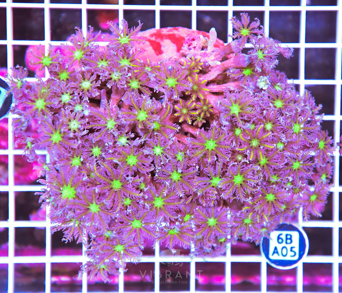 Clove Polyp INDO