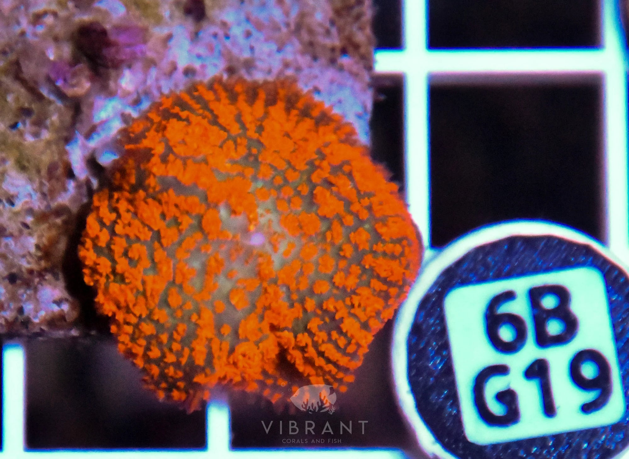 Mushroom INDO