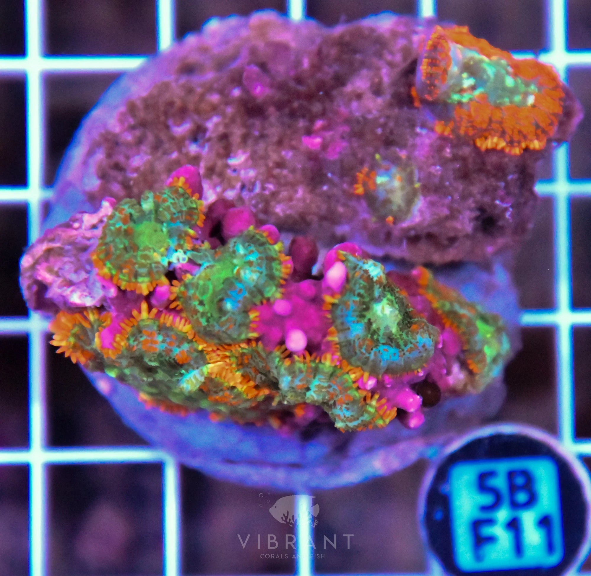 Mushroom INDO