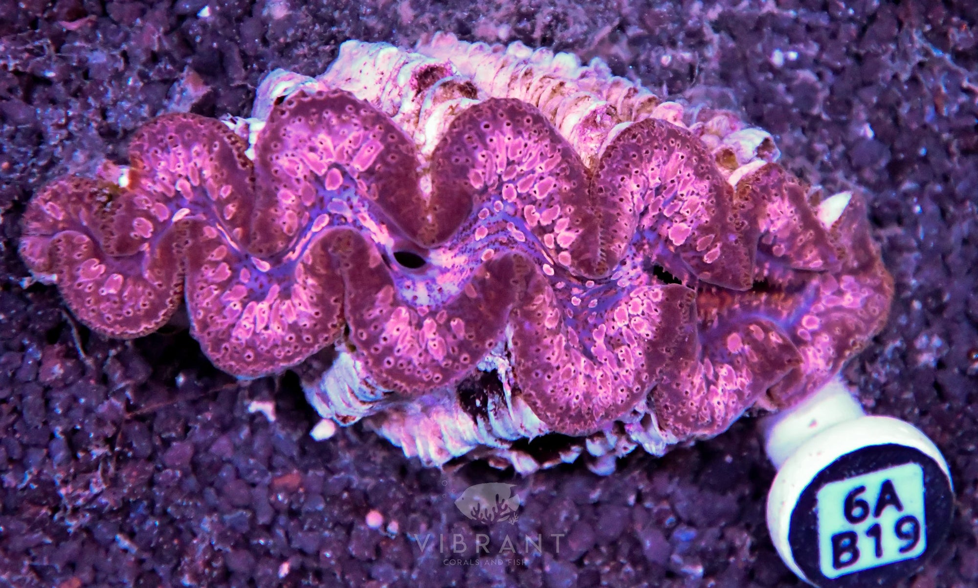 Clam NINGALOO