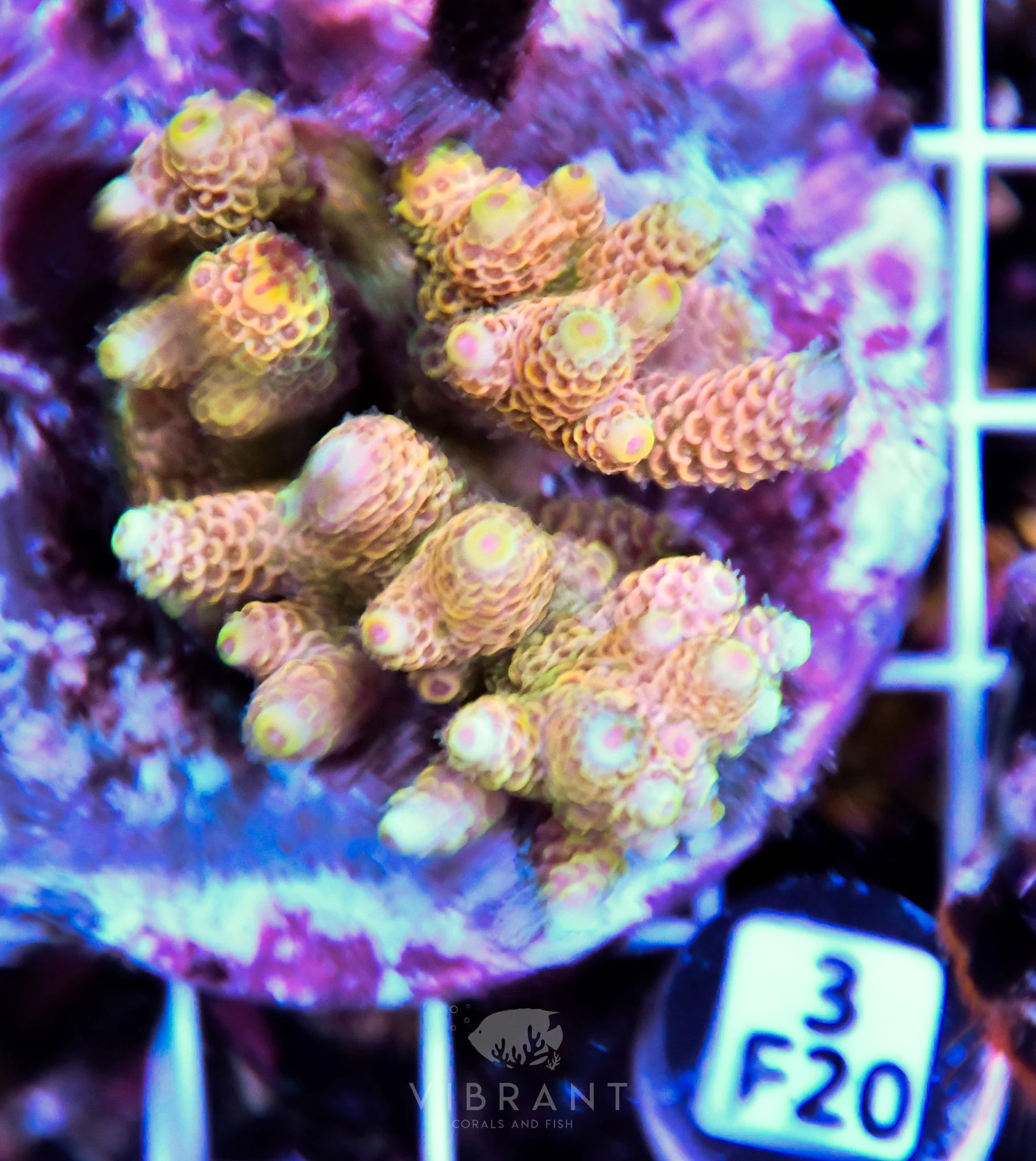 Acro INDO