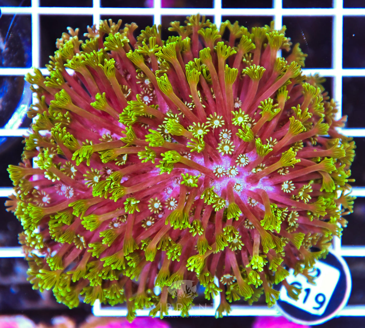Alveopora AUS