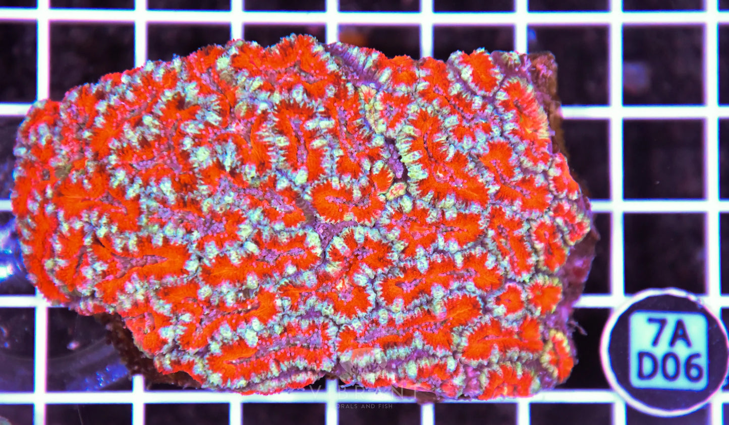 Acan Lord AUS