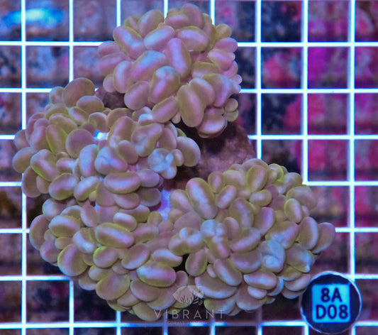 Bubble Coral INDO