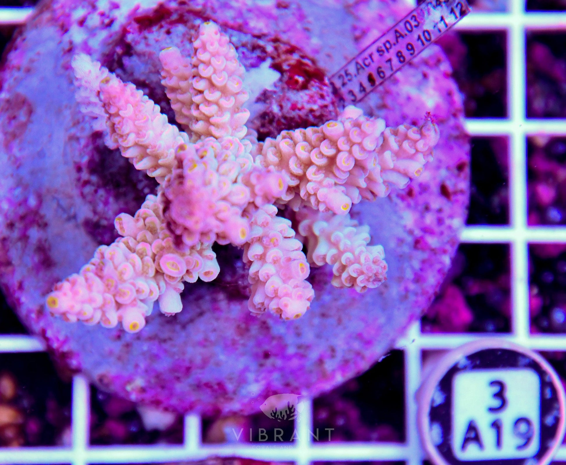 Acro INDO