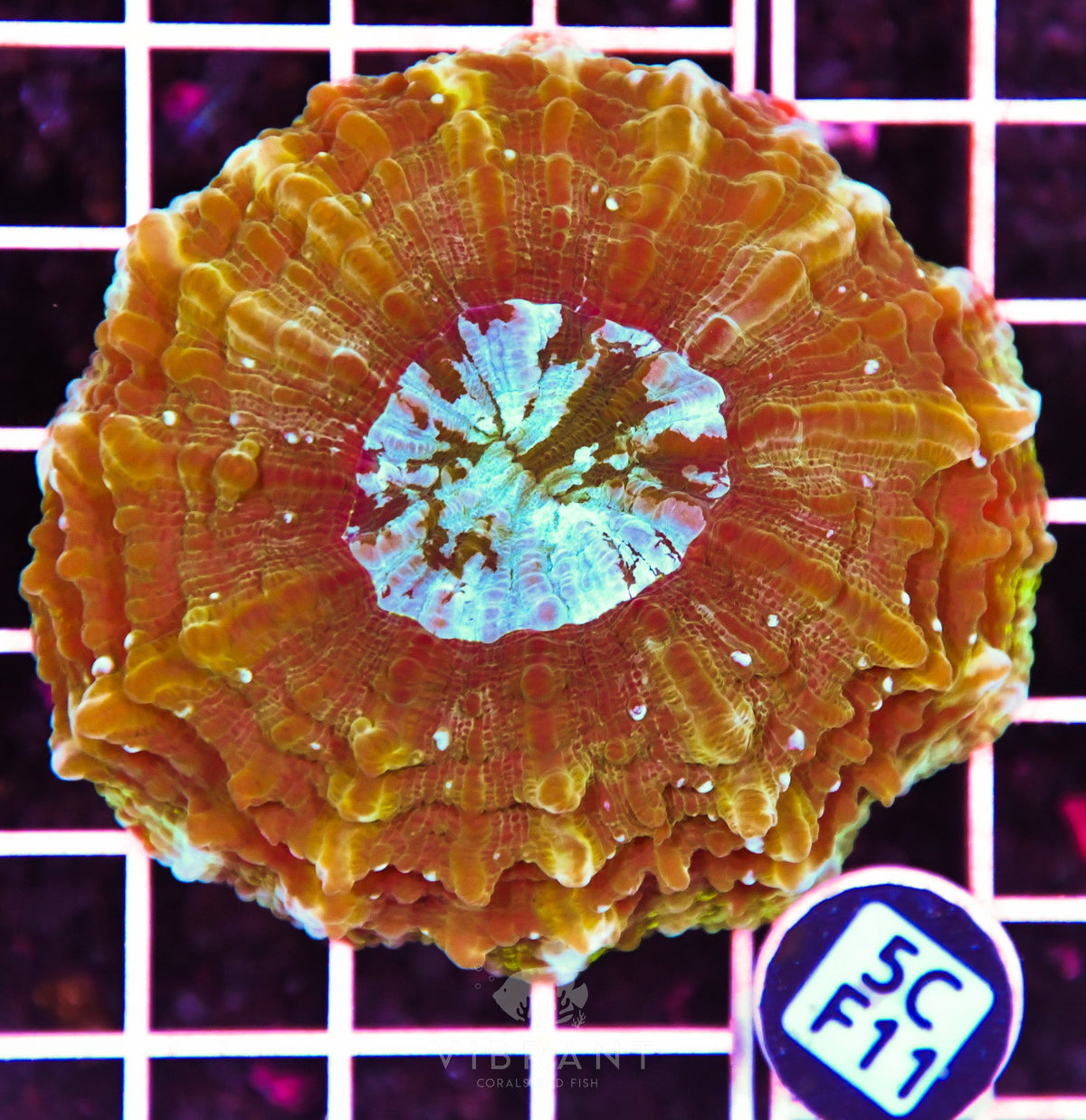 Acanthophyllia AUS