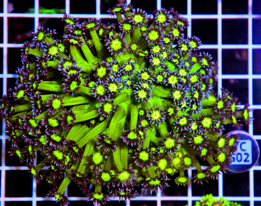 Goniopora INDO W