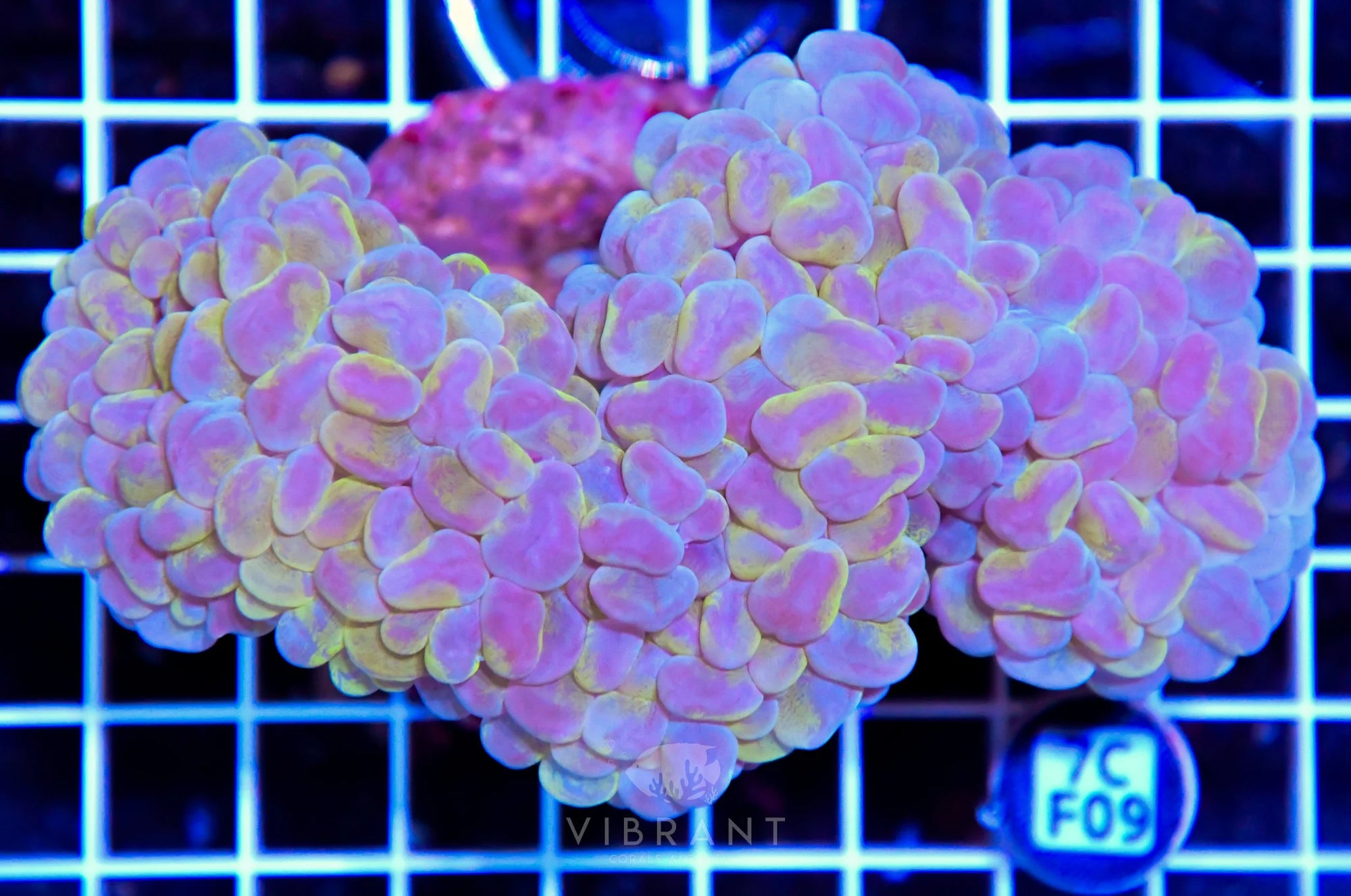 Bubble Coral INDO