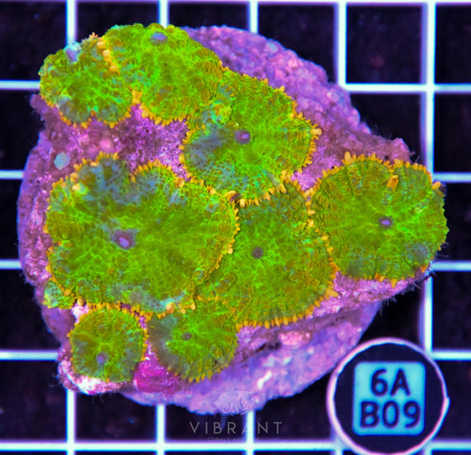 Mushroom INDO