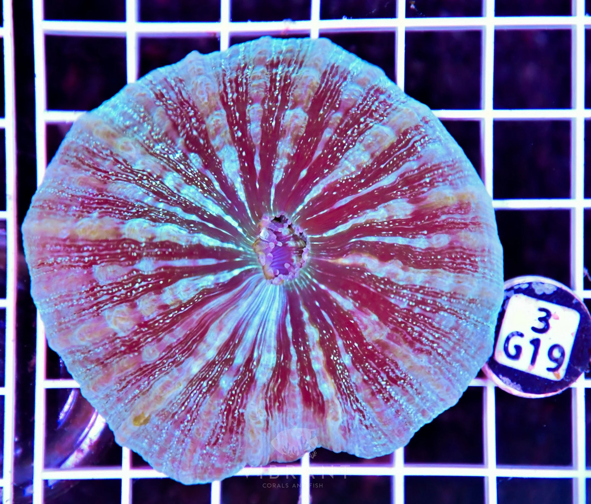 Acanthophyllia AUS