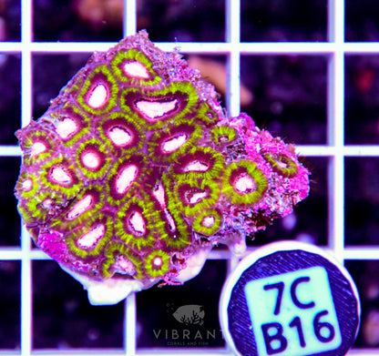 Micromussa INDO