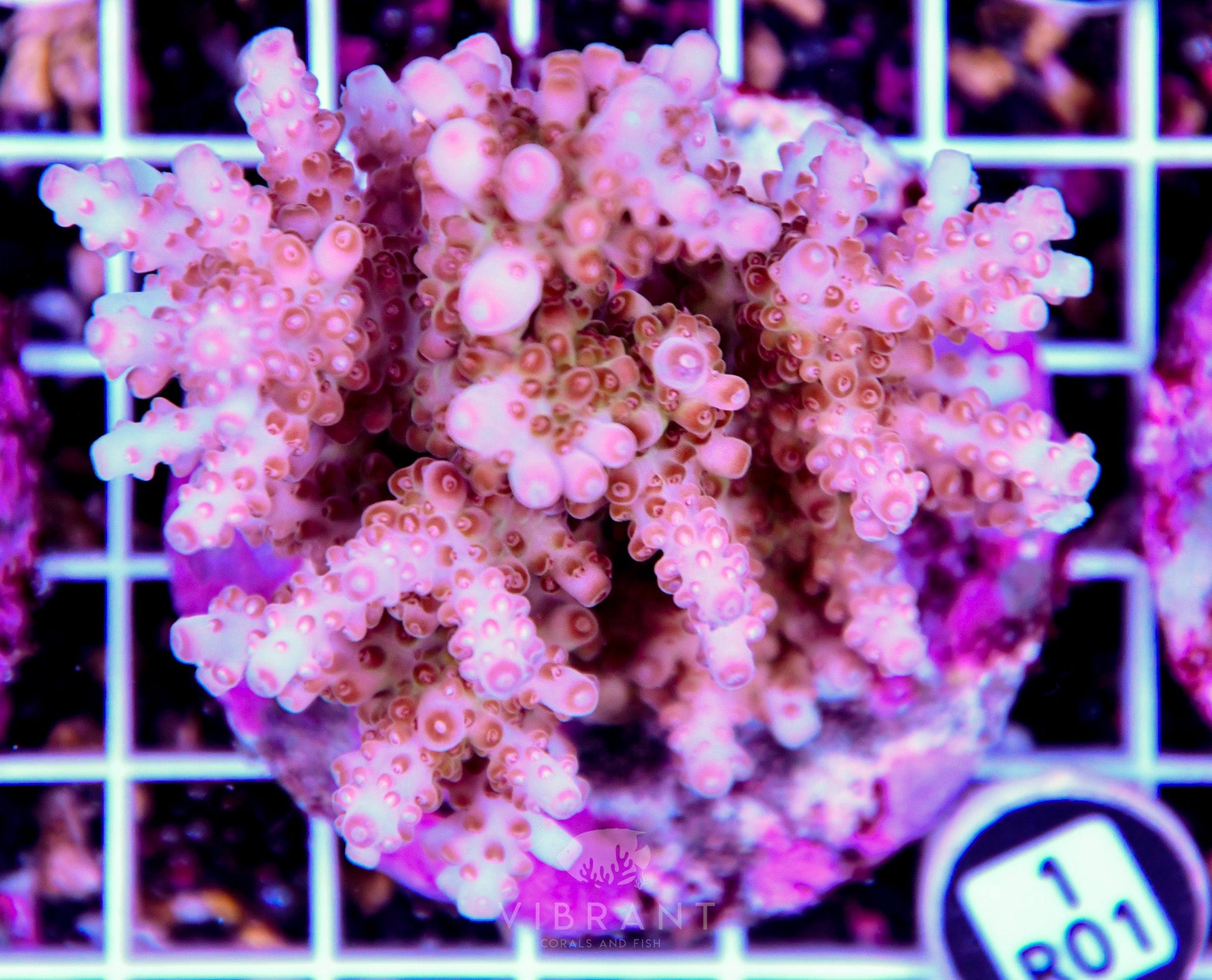 Acro INDO