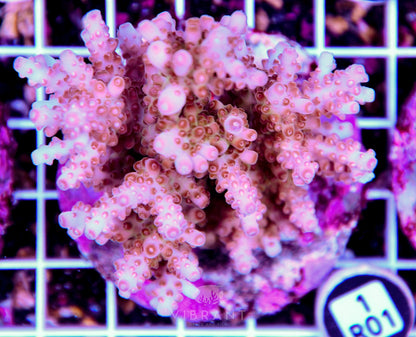 Acro INDO