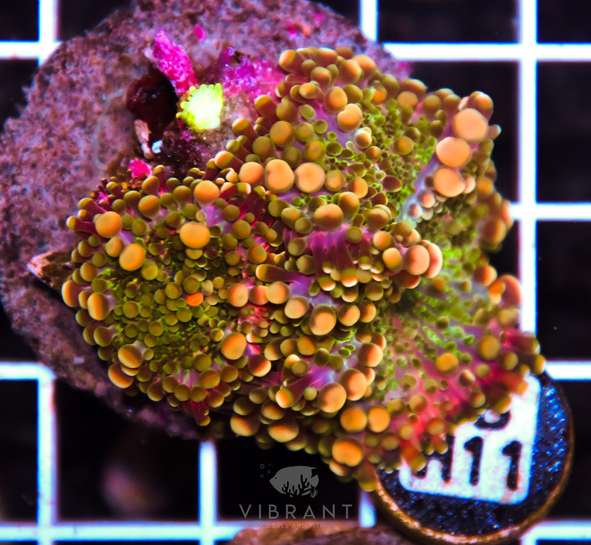 Mushroom INDO