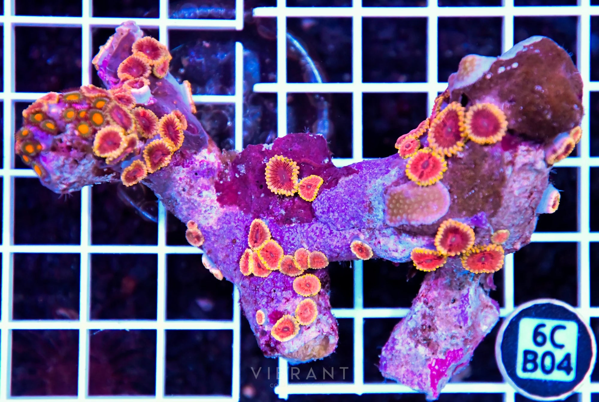 Zoa INDO W