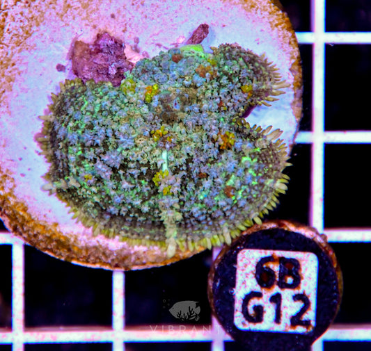 Mushroom INDO