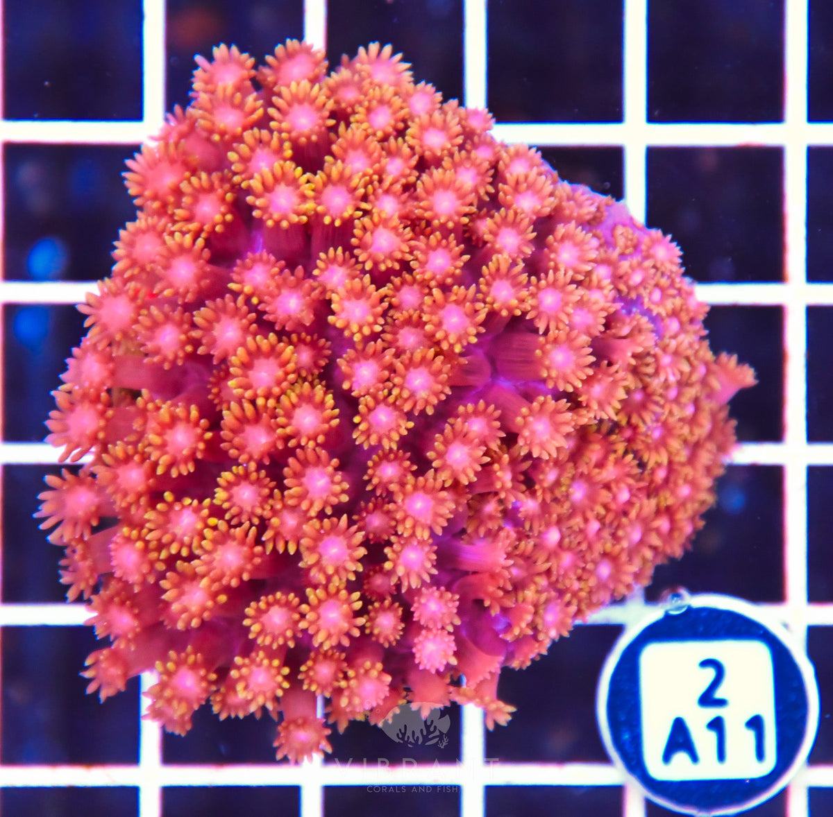 Goniopora INDO