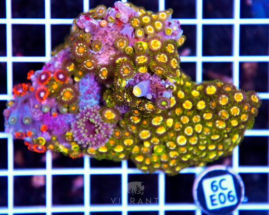 Zoa INDO W