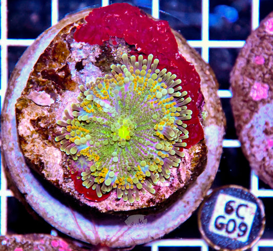 Mushroom INDO
