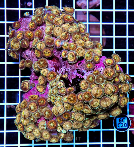 Zoa INDO W