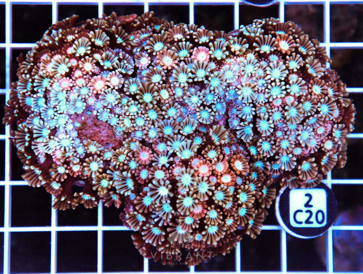 Alveopora AUS