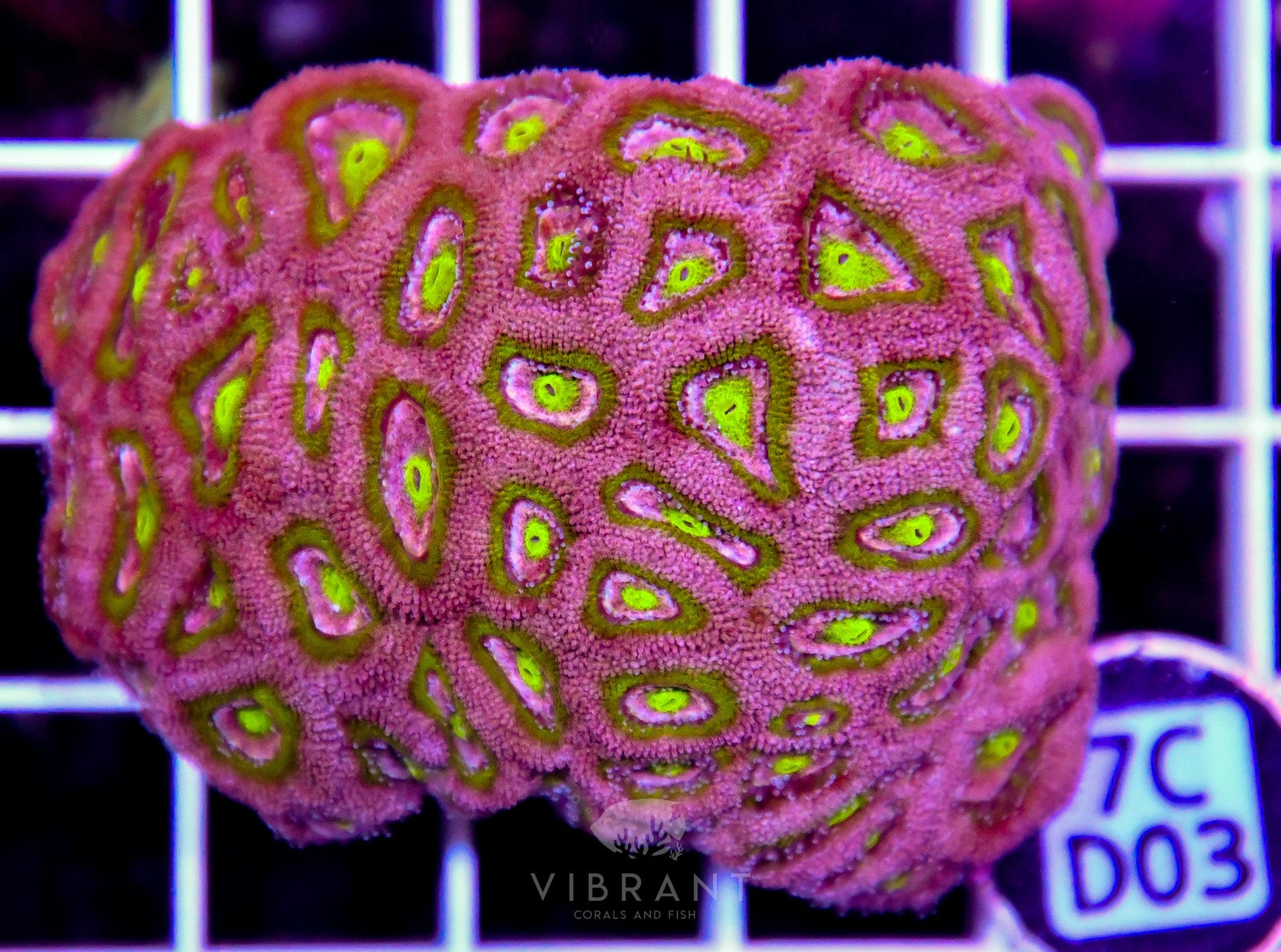 Micromussa INDO