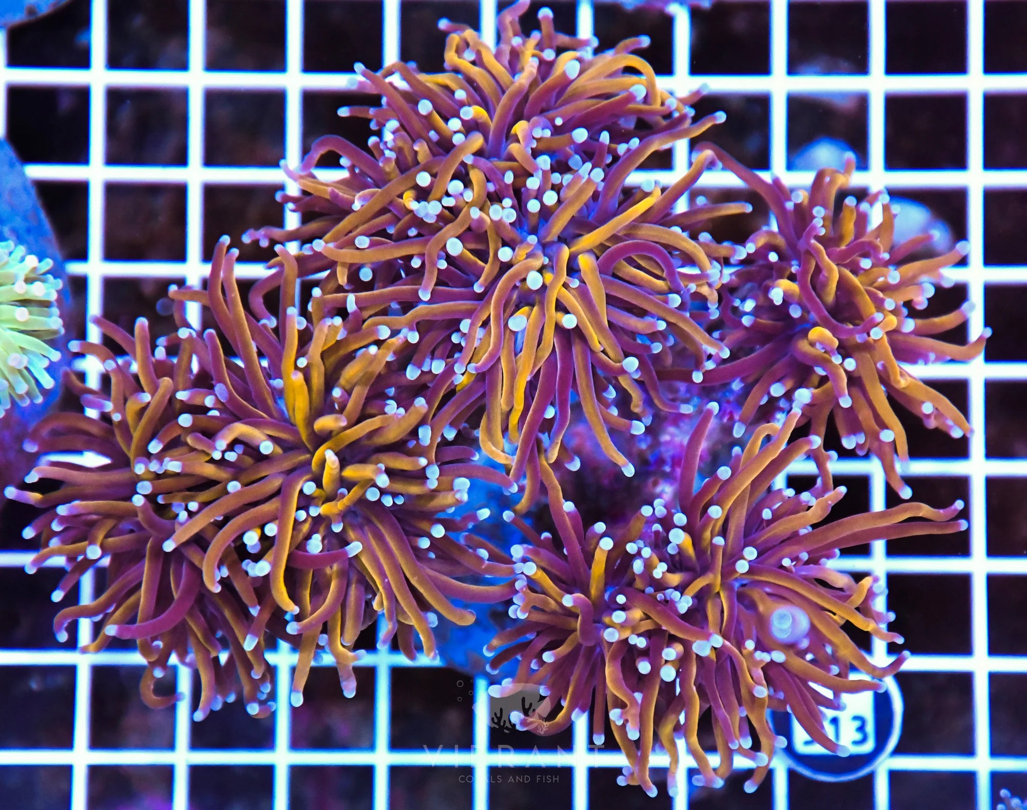 Torch INDO