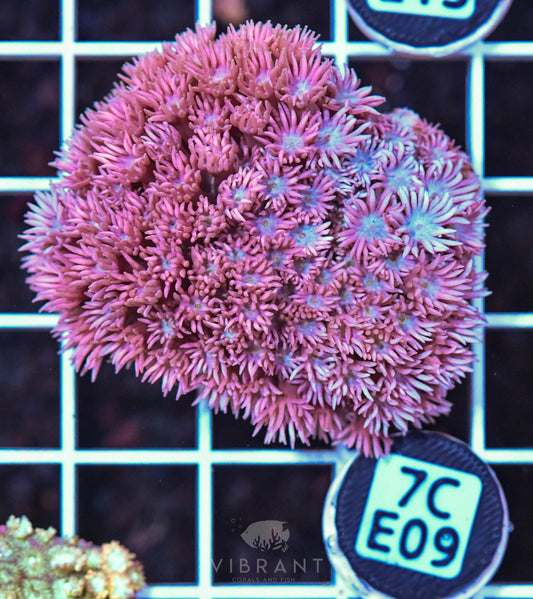 Frag Goniopora WAUS