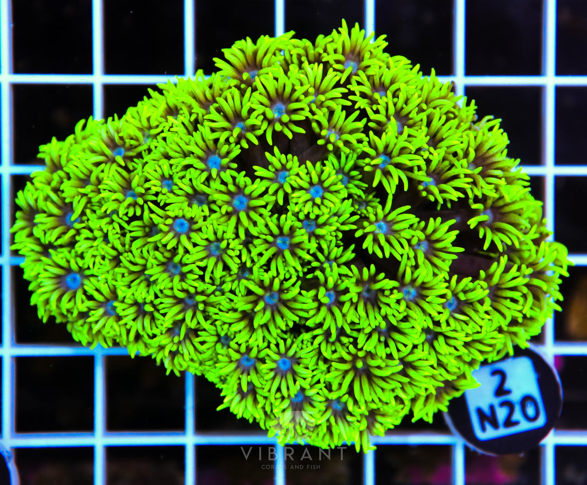 Goniopora AUS