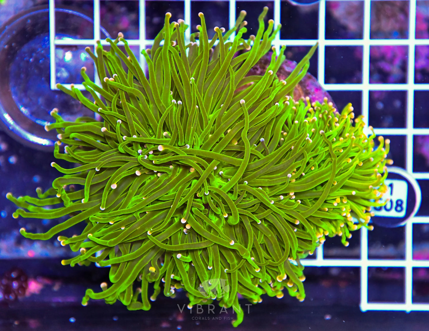 Torch INDO