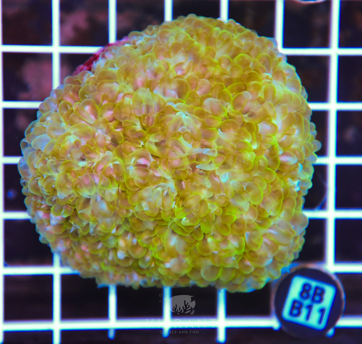 Bubble Coral INDO
