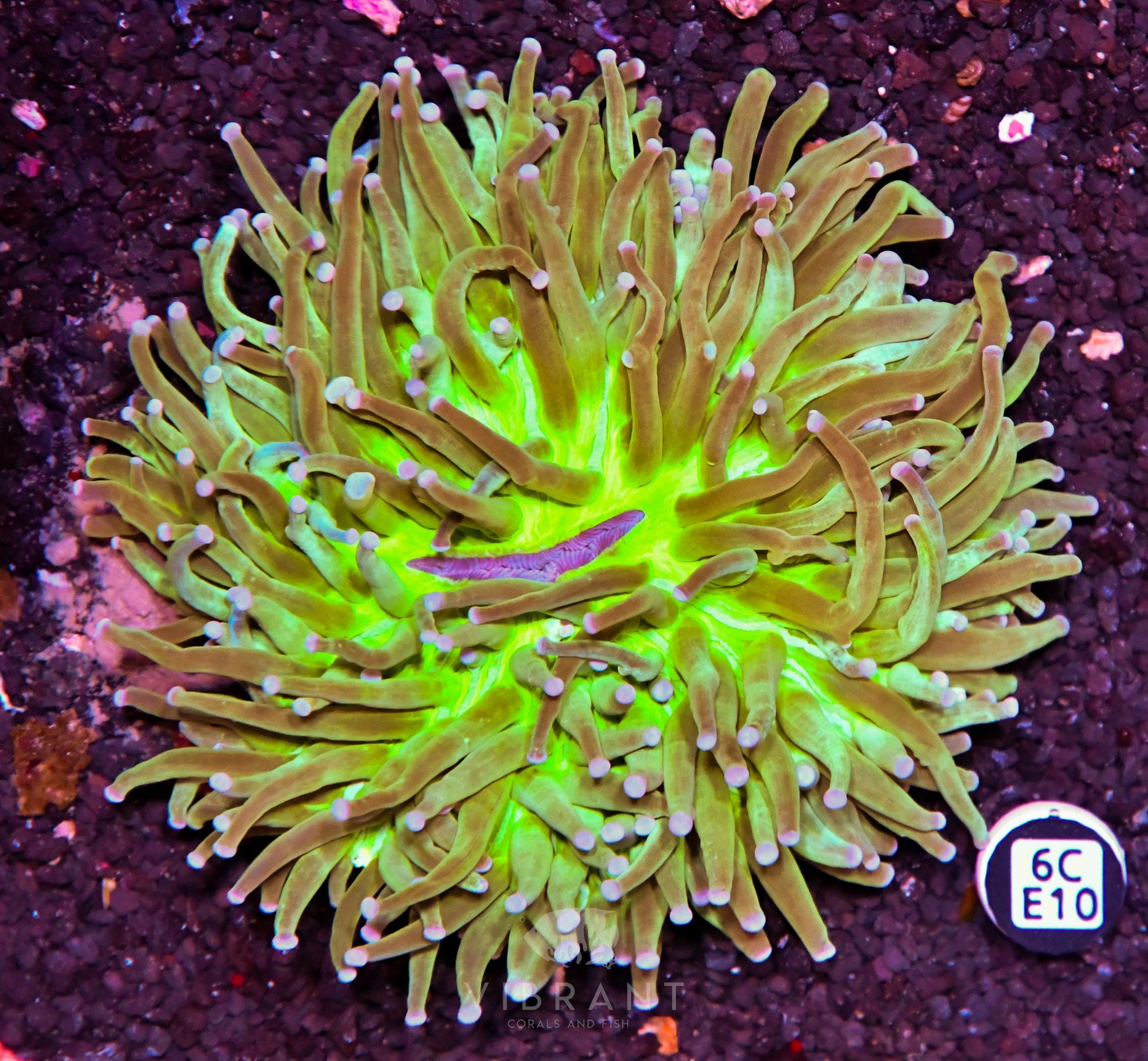 Heliofungia AUS