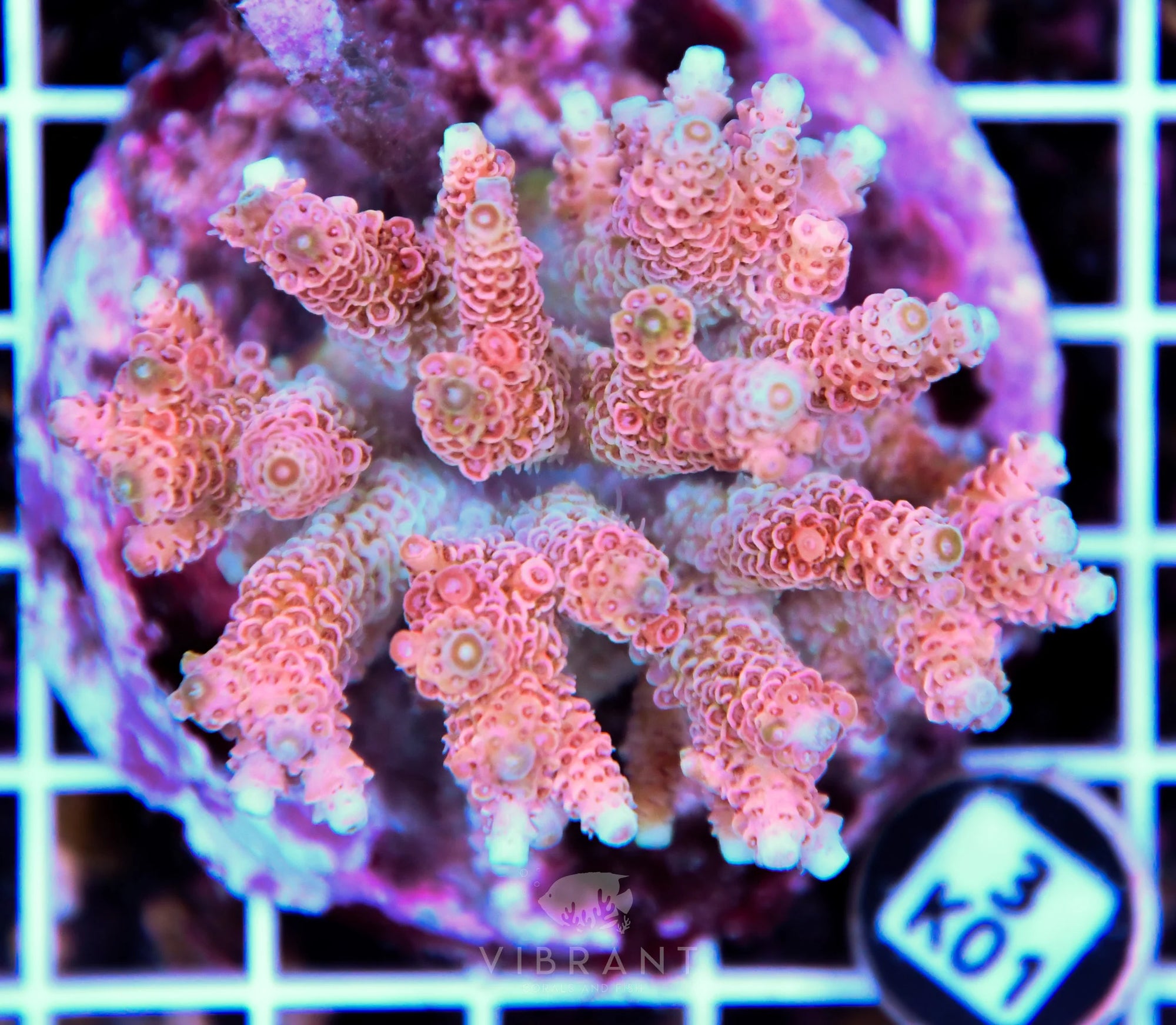 Acro INDO