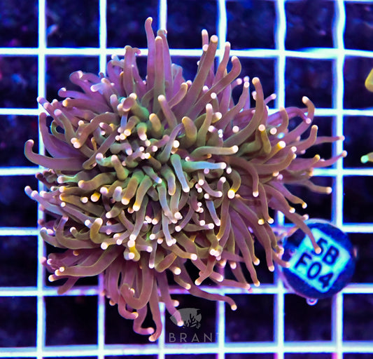 Frag Torch INDO W Fat Head
