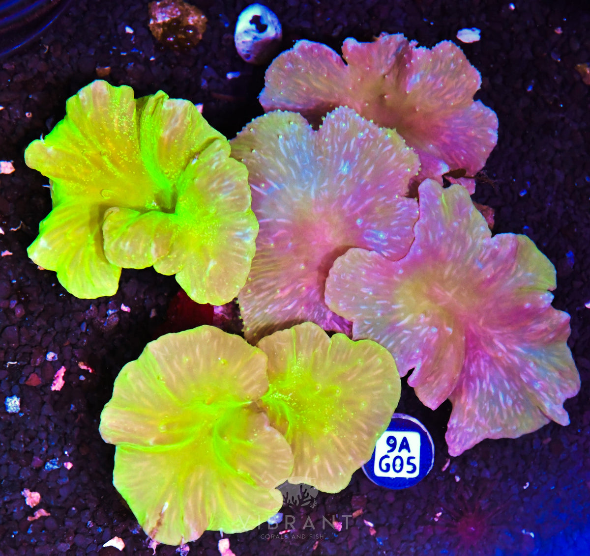 Cabbage Coral INDO W
