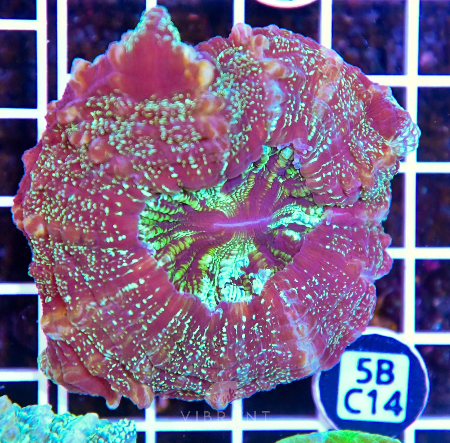 Acanthophyllia AUS