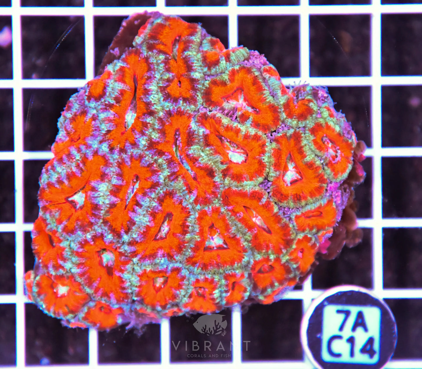 Acan Lord AUS