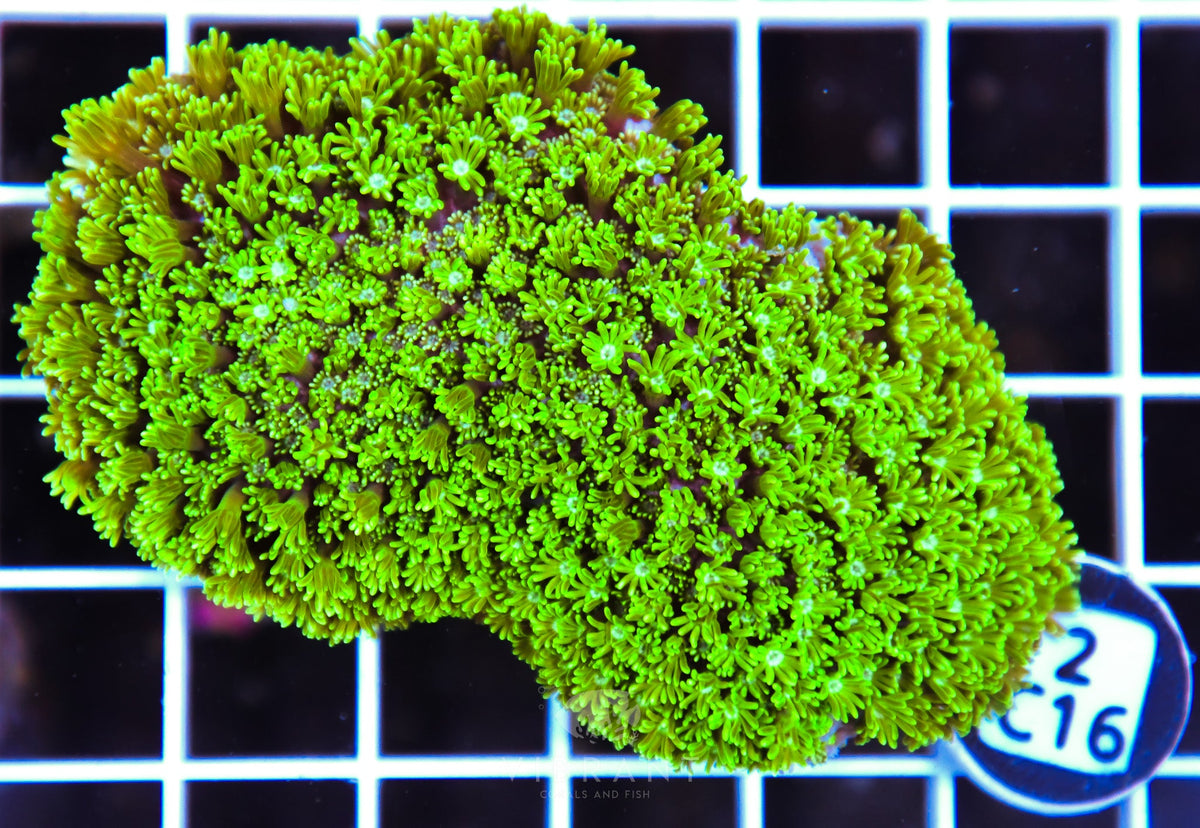 Alveopora AUS