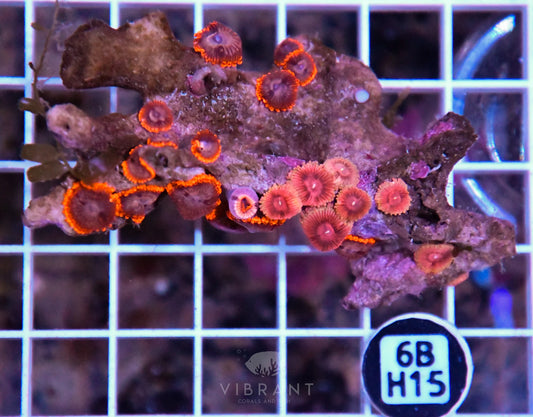 Zoa INDO W