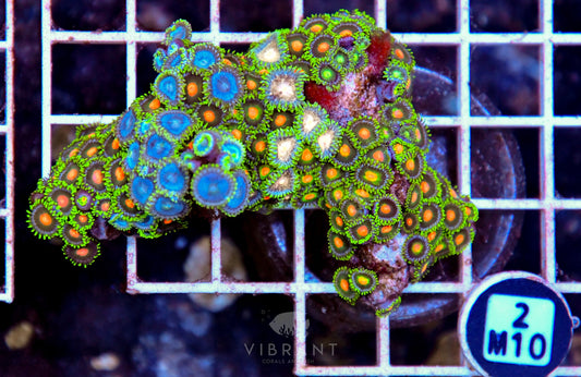 Zoa AUS