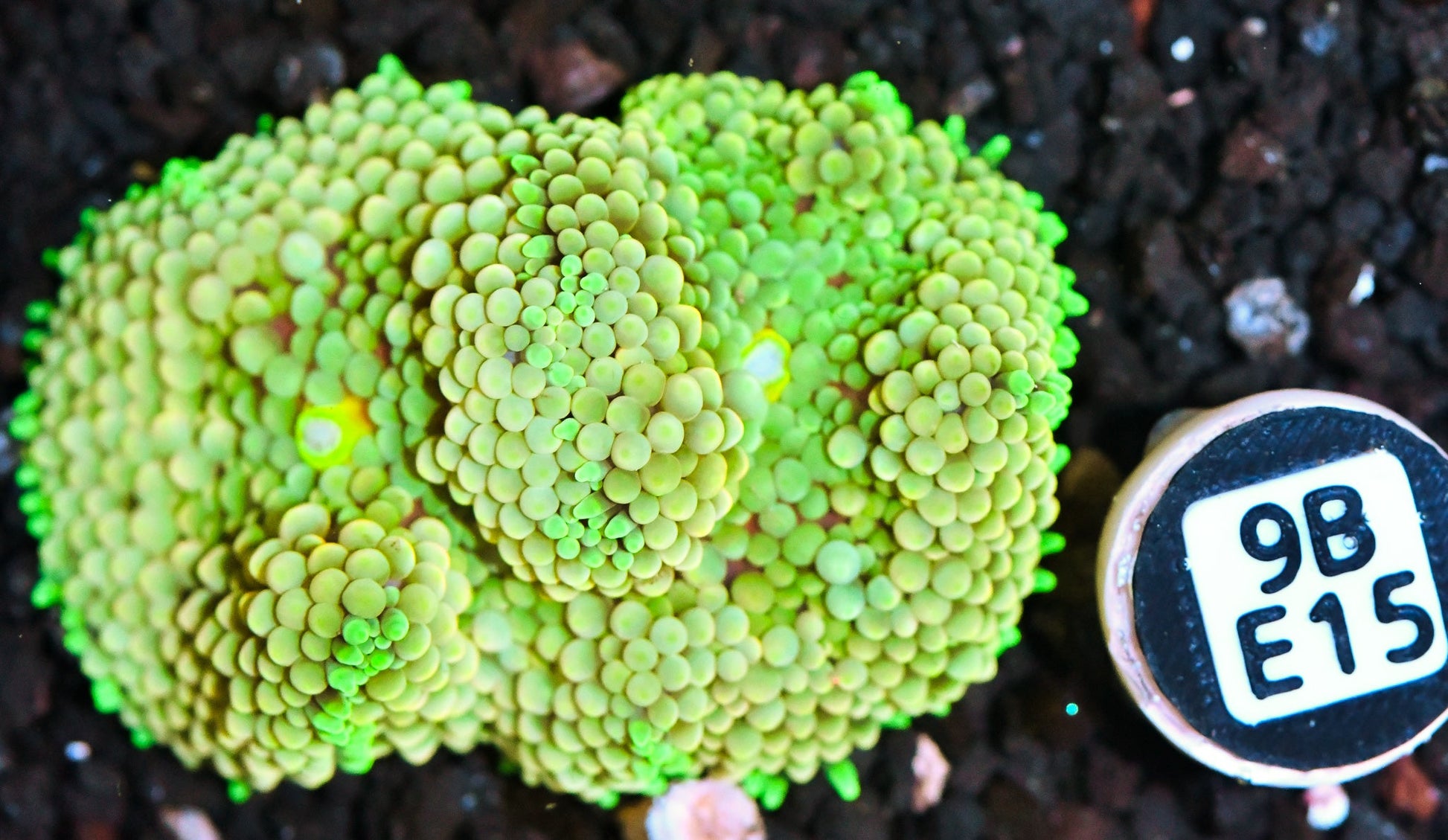 Ricordea Mushroom