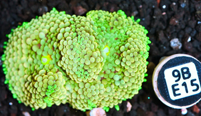 Ricordea Mushroom