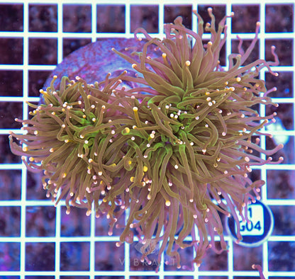 Torch INDO