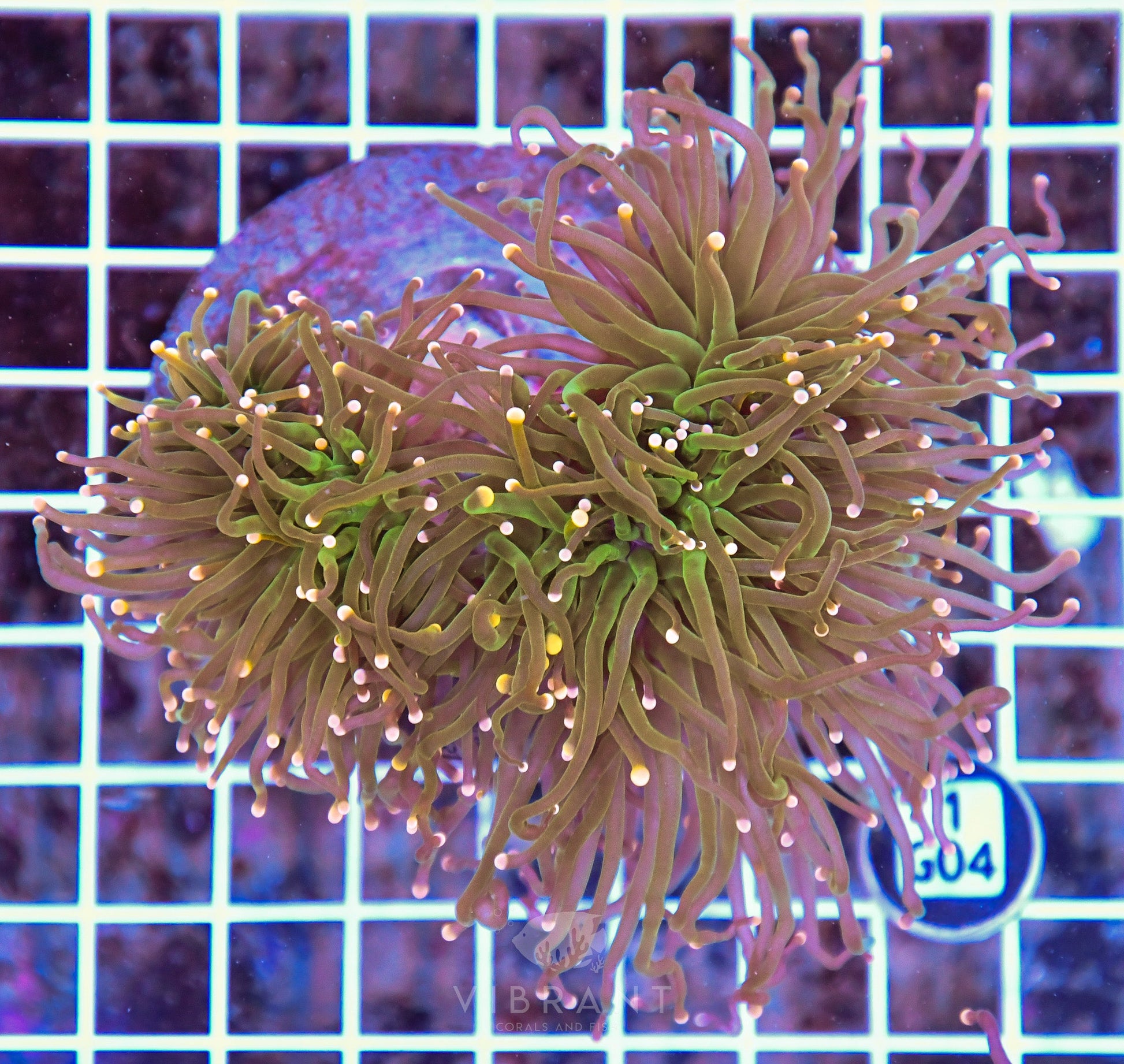 Torch INDO