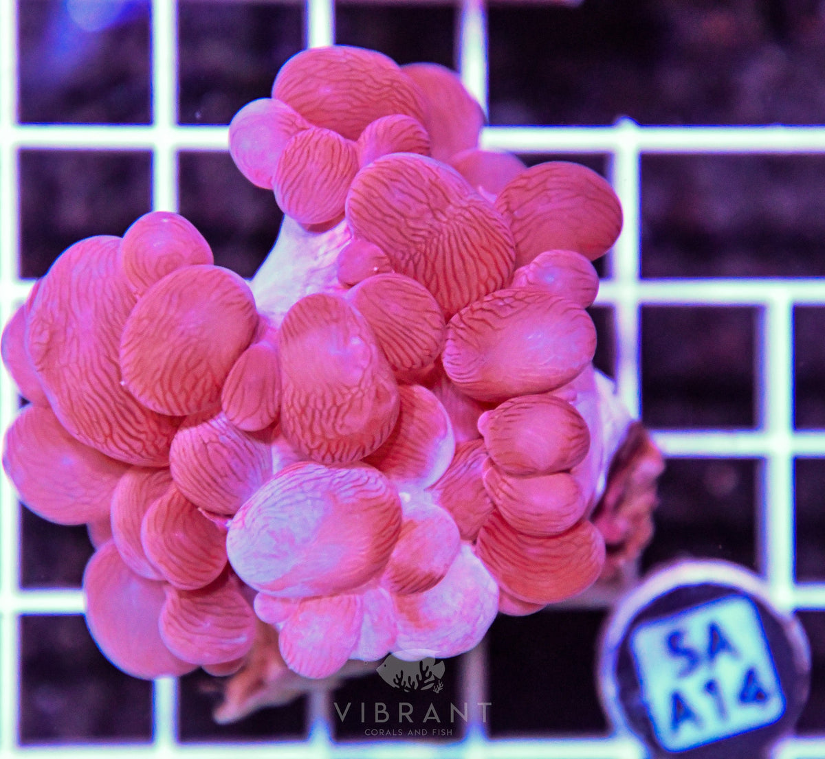 Bubble Coral AUS