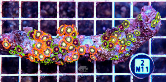 Zoa AUS