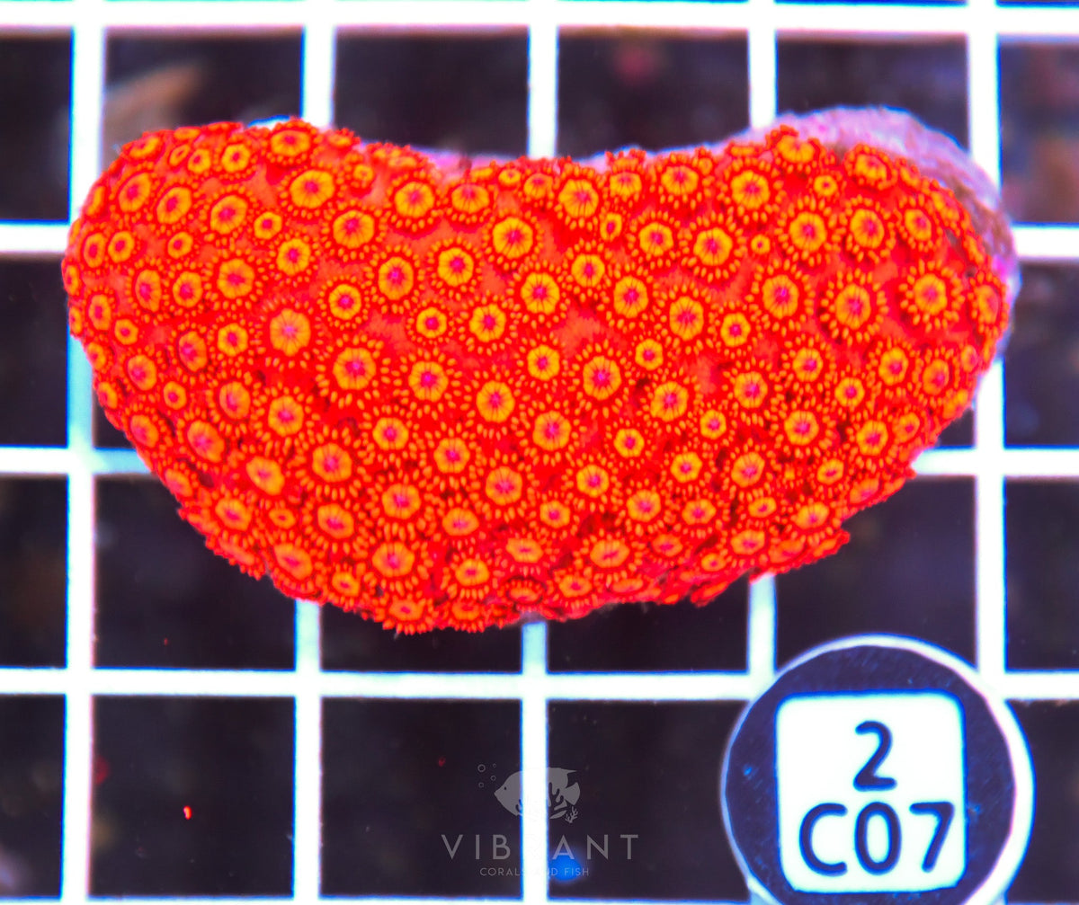 Goniopora INDO