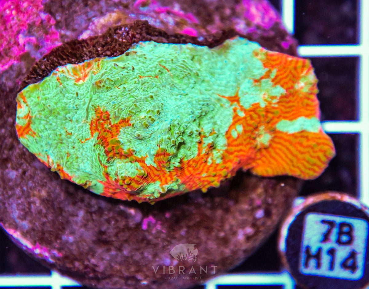 Chalice INDO