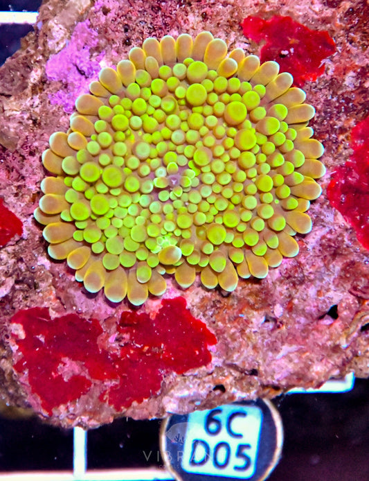 Mushroom INDO