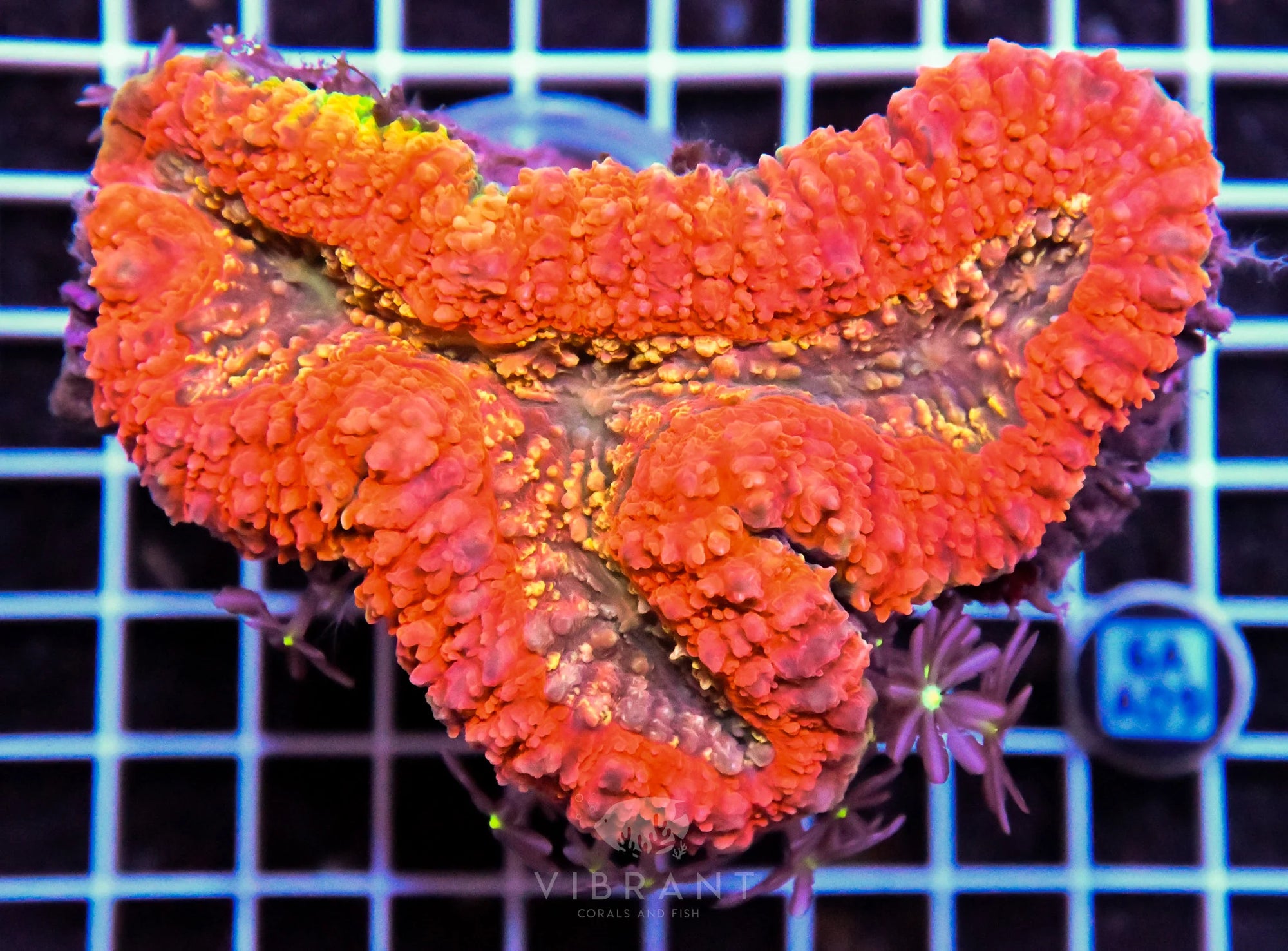 Symphyllia INDO W